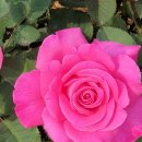 기사문항(등대) 화장실 이미지