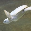 (주)알비노 이미지