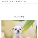 부산애견호텔 24시 강아지 유치원 미용 도그드림 서면점 이미지