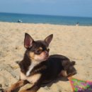 속초 애견펜션 양양 해피 플레이스 이미지