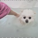 애견멀티샵 이미지