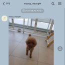 멍멍샵 이미지