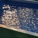 오블리&화이트펫 이미지