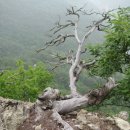 영덕01 Daum카페