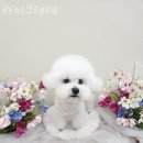 라이크테테 이미지