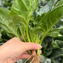 남평농장 이미지