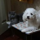 HI, MY DOG 이미지