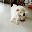 멍스타 이미지