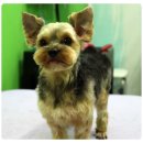 비오비 펫살롱 이미지