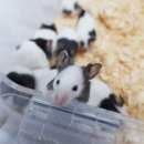 스몰펫하우스 이미지