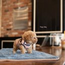 디자인독 이미지