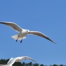 부산갈매기 이미지