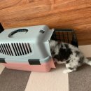 보비동물병원 이미지