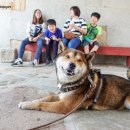 수원시바견 이미지