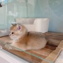 대전고양이분양 비비냥 | 충남권 최고 루나캣 대전고양이분양 후기 우리 집에 온 특별한 아이