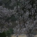 꽃그늘 이미지