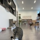 냥스테이 이미지