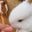 매일2농장 이미지