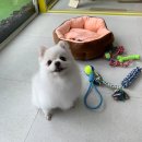 해피멍멍이 이미지