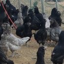 금산청계농장 이미지