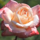 돼지잡는농부 이미지