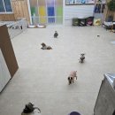 나무애견유치원 이미지