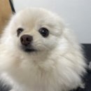 꼬무별 이미지