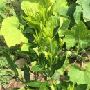 동부친환경농자재 이미지