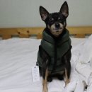 미독스 | 올 겨울 우리 장남이 교복 독스랩 강아지패딩 후기