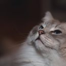 가까운동물병원 이미지