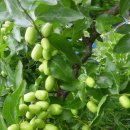 서림농장 이미지