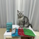 다나스약국 | 고양이 유산균 찐 급여 3개월 후기 [페노비스 벳 유산균]