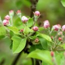 사과꽃 피는 저녁 이미지