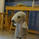 한강펫살롱 이미지