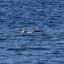 고성의 큰회색머리아비(Black-throated Loon) 이미지