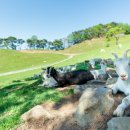 청산한우목장 이미지