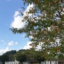 영강체육공원 족구장 이미지