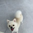 댕댕휴개소 이미지