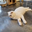 캣다방 이미지