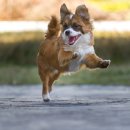 남산동물병원 이미지