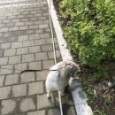 바바페 이미지