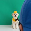 하이,포포 이미지