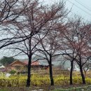 개나리꽃민박 이미지