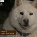 푸파 네이버블로그