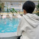 조이랜드 | 대전 오월드 입장권할인 사파리 조이랜드 놀이공원 주말 오픈런 후기부산에서 대전 오월드 가기!