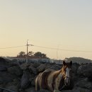 제주이디 이미지