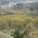 이천산수유마을 이미지
