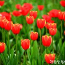 평양대부흥운동 선구자 길선주목사 이야기