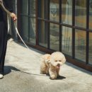 펫하우스 V 이미지