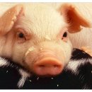 황금돼지 이미지